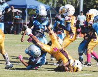 Panthers win battle of the little league undefeateds