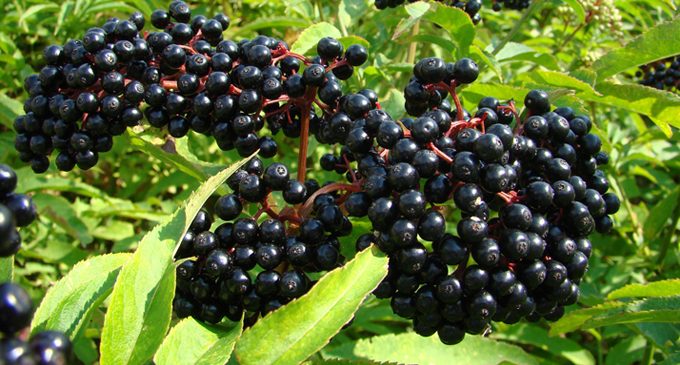 Commentary: Cold season is upon us; don’t forget the elderberry!