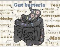 Commentary: A healthy gut is a healthy immune system