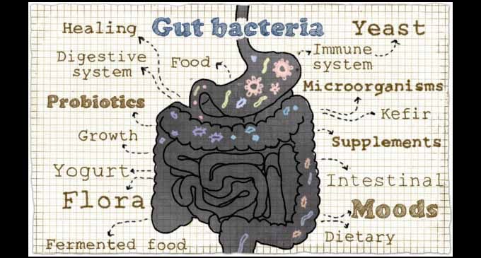 Commentary: A healthy gut is a healthy immune system