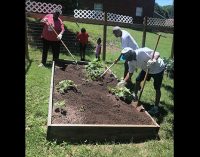 LaDeara Crest community garden provides fresh vegetables for their neighbors
