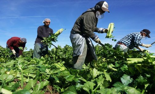 Commentary: If farmworkers are ‘essential,’ why are they treated so badly?