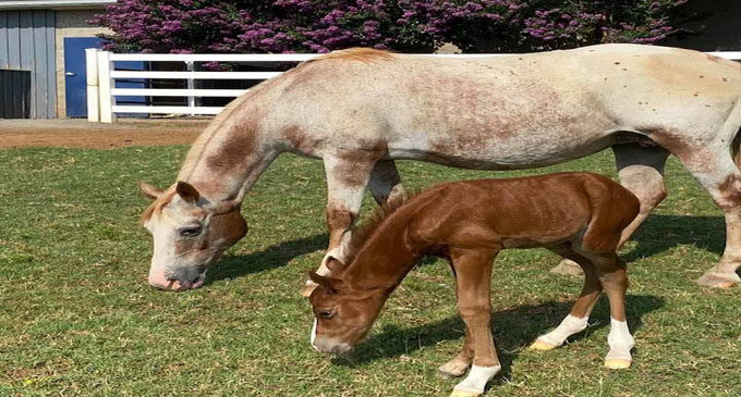 H.E.R.O. welcomes a second  foal – seeks public input on name