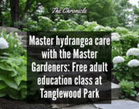 Master hydrangea care with the Master Gardeners: Free adult education at Tanglewood Park 