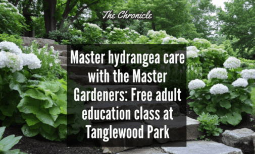 Master hydrangea care with the Master Gardeners: Free adult education at Tanglewood Park 