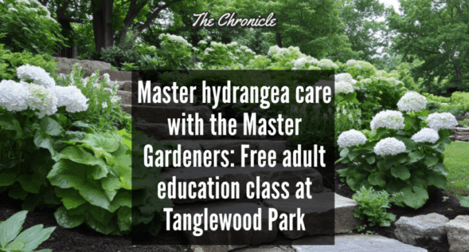 Master hydrangea care with the Master Gardeners: Free adult education at Tanglewood Park 